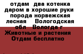 отдам  два котенка даром в хорошие руки (порода норвежская лесная) - Вологодская обл., Вологда г. Животные и растения » Отдам бесплатно   